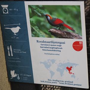 Red-tailed laughingthrush signage, 2025-09-10