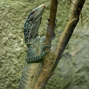 Blue tree monitor : Chester Zoo : 06 Sep 2025