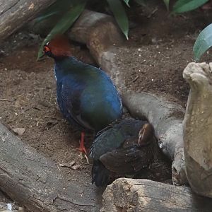 Crested wood partridge (Rollulus rouloul), rooster and juvenile, 2025-09-10
