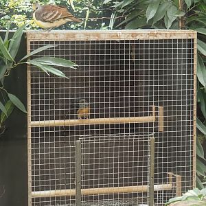 Introduction cage with female or juvenile White-rumped shama in the mixed Asian indoor aviary in the bird house, 2025-09-10
