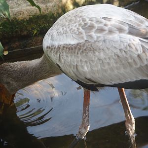 Juvenile Yellow-billed stork (Mycteria ibis), 2025-09-10