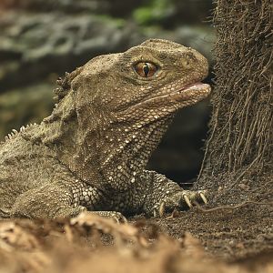 Tuatara : Chester Zoo : 06 Sep 2025