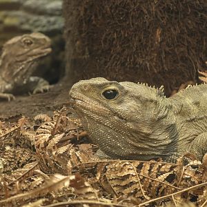 Tuatara : Chester Zoo : 06 Sep 2025