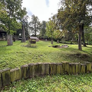 Lowland Anoa Exhibit