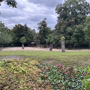 Burmese Brow-antlered Deer Exhibit