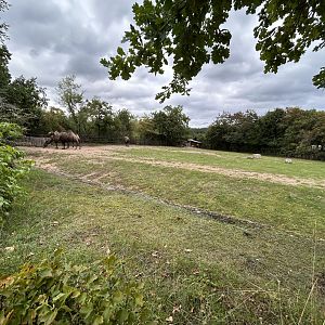 Bactrian Camel Exhibit