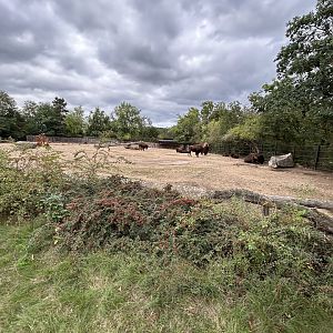 American Bison Exhibit