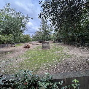 European Bison Exhibit