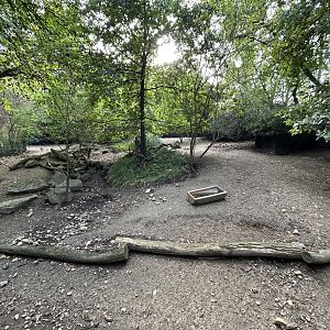 Chacoan Peccary Exhibit