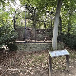European Honey Buzzard Aviary