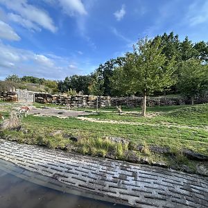 Mhorr Gazelle & Kirk’s Dik-dik Exhibit