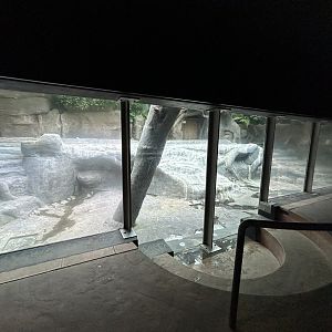 Nile Hippo House (pool drained)