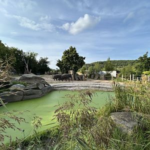 Asian Elephant Exhibit #2