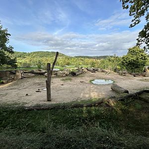 Asian Elephant Exhibit #2