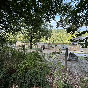 Asian Elephant Exhibit #3