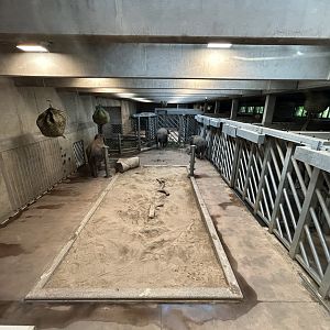 Asian Elephant House