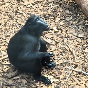 Sulawesi crested macaque 13 September 2025