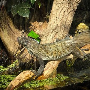 Malayan Sail-Finned Lizard 13 September 2025