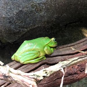 Fea's Flying Tree Frog 13 September 2025