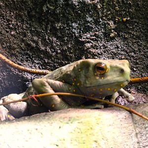 Yellow-spotted Tree Toad 13 September 2025