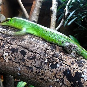 Emerald tree skink (?) 13 September 2025