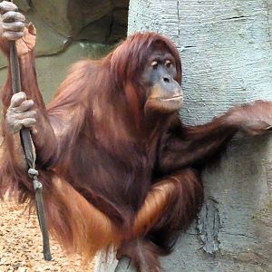 Sumatran Orangutan 13 September 2025