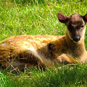 Philippine Spotted Deer  Fawn 13 September 2025