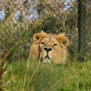 Asiatic Lion 13 September 2025