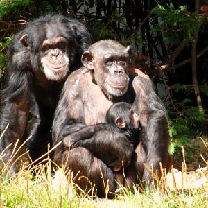 Chimpanzees 13 September 2025