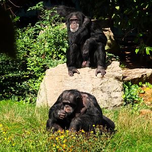 Chimpanzees 13 September 2025