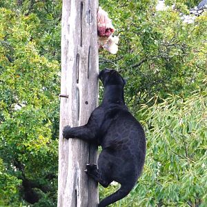 Jaguar Pole Feed 13 September 2025