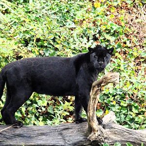 Jaguar Inka 13 September 2025