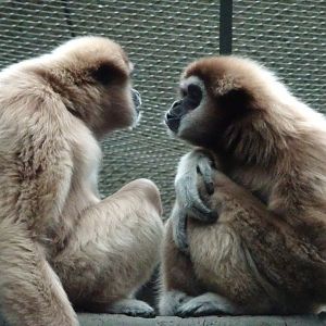 Lar Gibbons 13 September 2025