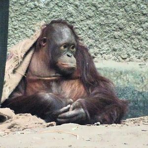 Bornean Orangutan 13 September 2025