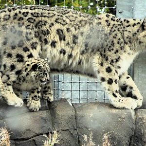 Snow Leopard Nubra with cub Bheri  13 September 2025