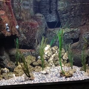 Seahorse Tank, 3.5.25