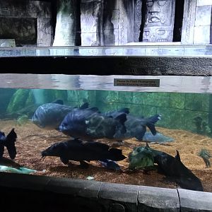 Rainforest Tank, 3.5.25