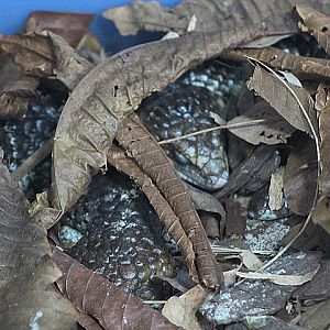 Western shingleback (Tiliqua rugosa rugosa)