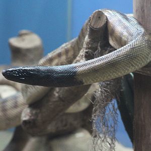 Black-headed python (Aspidites melanocephalus)