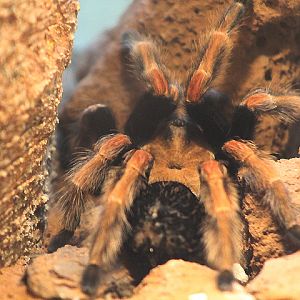 Mexican redleg (Brachypelma emilia)