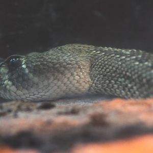Western diamondback rattlesnake (Crotalus atrox)