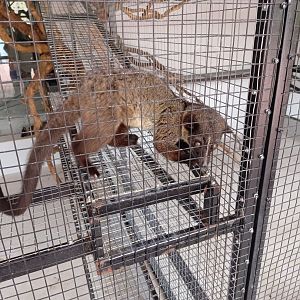 Jasmine Park - Bornean Small-toothed Palm Civet (Arctogalidia trivirgata stigmaticus)