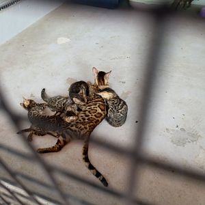 Jasmine Park - Bengal Cat (Felis catus)