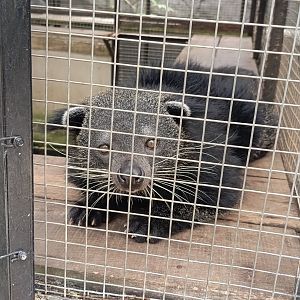 Jasmine Park - Sumatran Binturong (Arctictis binturong)