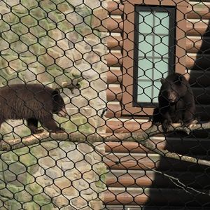 Two little bears hanging in tree