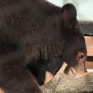 Yzma the baby black bear