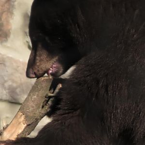 Ursula the baby bear