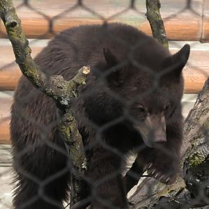 Ursula the little explorer