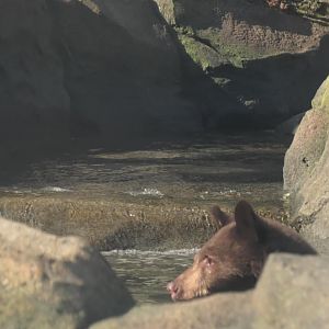 Baby bear goes swimming