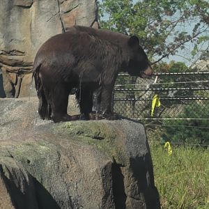 That's a very wet baby bear